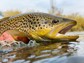 A spotted brown trout in the water.
